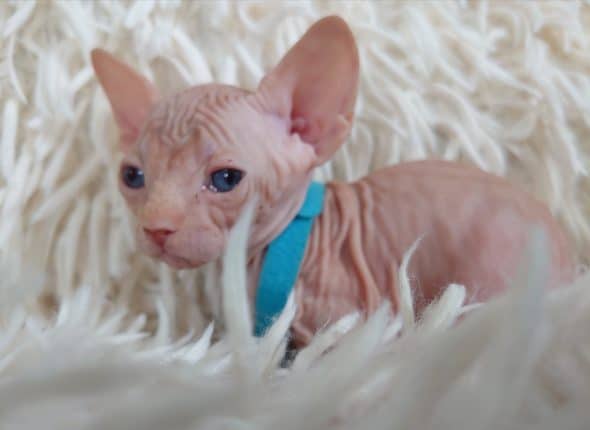 Image de la portée de chaton de l'élévage LES SPHYNX DE SOPHIE