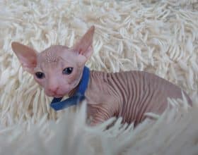 Chatons de race Sphynx à vendre chez l'éleveur LES SPHYNX DE SOPHIE