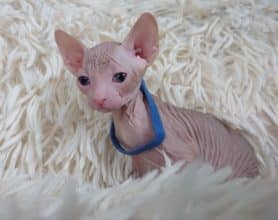 Chatons de race Sphynx à vendre chez l'éleveur LES SPHYNX DE SOPHIE