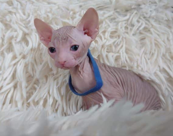 Image de la portée de chaton de l'élévage LES SPHYNX DE SOPHIE