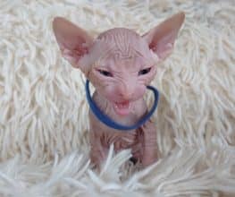 Chatons de race Sphynx à vendre chez l'éleveur LES SPHYNX DE SOPHIE