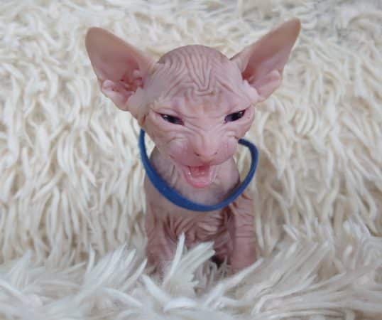 Image de la portée de chaton de l'élévage LES SPHYNX DE SOPHIE