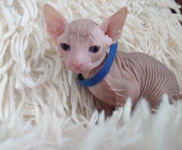 Chatons de race Sphynx à vendre chez l'éleveur LES SPHYNX DE SOPHIE