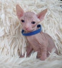 Chatons de race Sphynx à vendre chez l'éleveur LES SPHYNX DE SOPHIE