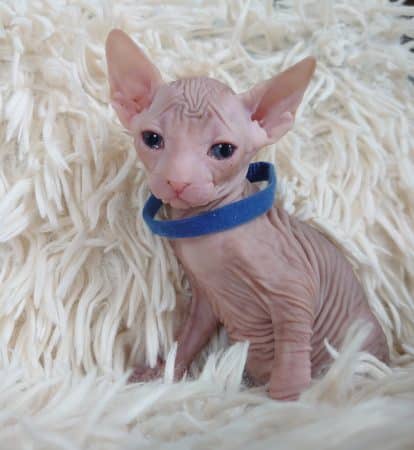 Image de la portée de chaton de l'élévage LES SPHYNX DE SOPHIE