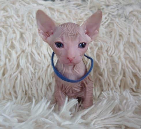 Image de la portée de chaton de l'élévage LES SPHYNX DE SOPHIE