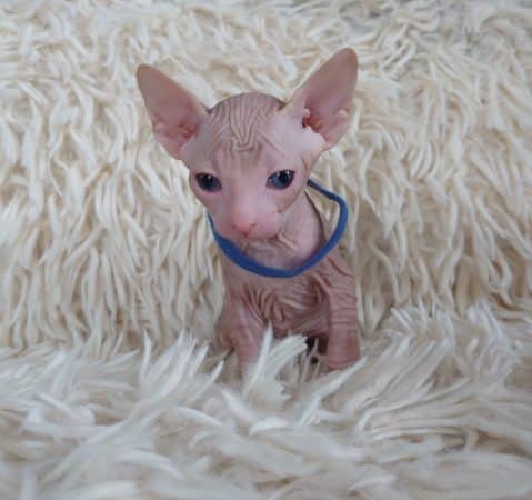 Image de la portée de chaton de l'élévage LES SPHYNX DE SOPHIE