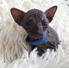 Chatons de race Sphynx à vendre chez l'éleveur LES SPHYNX DE SOPHIE