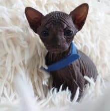 Chatons de race Sphynx à vendre chez l'éleveur LES SPHYNX DE SOPHIE