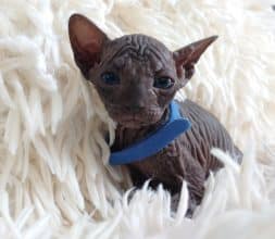 Chatons de race Sphynx à vendre chez l'éleveur LES SPHYNX DE SOPHIE