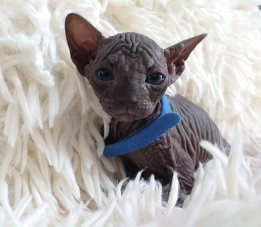 Image de la portée de chaton de l'élévage LES SPHYNX DE SOPHIE