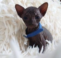 Chatons de race Sphynx à vendre chez l'éleveur LES SPHYNX DE SOPHIE