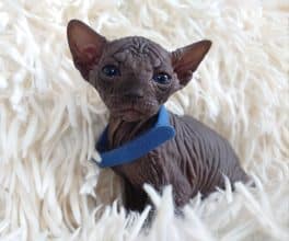 Chatons de race Sphynx à vendre chez l'éleveur LES SPHYNX DE SOPHIE