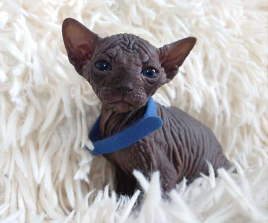 Image de la portée de chaton de l'élévage LES SPHYNX DE SOPHIE