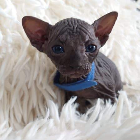 Image de la portée de chaton de l'élévage LES SPHYNX DE SOPHIE