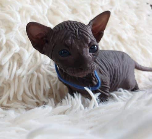 Image de la portée de chaton de l'élévage LES SPHYNX DE SOPHIE