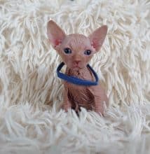 Chatons de race Sphynx à vendre chez l'éleveur LES SPHYNX DE SOPHIE