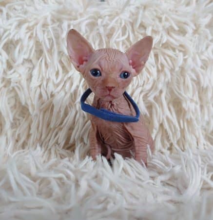 Image de la portée de chaton de l'élévage LES SPHYNX DE SOPHIE