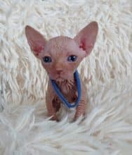 Chatons de race Sphynx à vendre chez l'éleveur LES SPHYNX DE SOPHIE