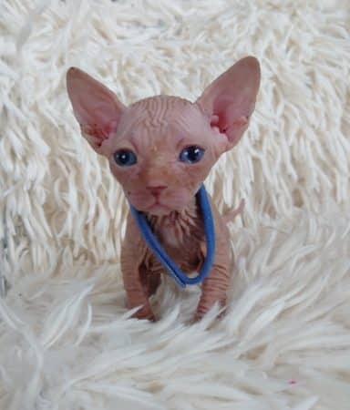 Image de la portée de chaton de l'élévage LES SPHYNX DE SOPHIE