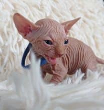 Chatons de race Sphynx à vendre chez l'éleveur LES SPHYNX DE SOPHIE