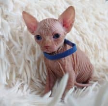 Chatons de race Sphynx à vendre chez l'éleveur LES SPHYNX DE SOPHIE