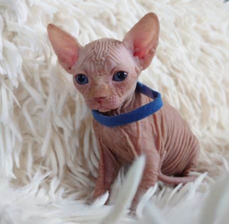 Image de la portée de chaton de l'élévage LES SPHYNX DE SOPHIE