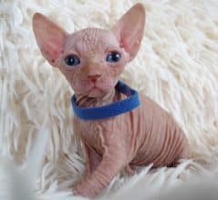 Chatons de race Sphynx à vendre chez l'éleveur LES SPHYNX DE SOPHIE