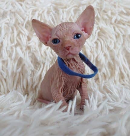 Image de la portée de chaton de l'élévage LES SPHYNX DE SOPHIE