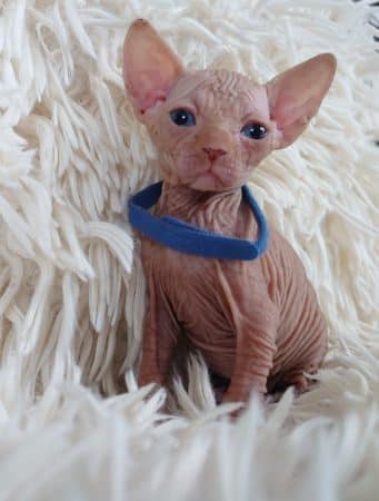 Image de la portée de chaton de l'élévage LES SPHYNX DE SOPHIE