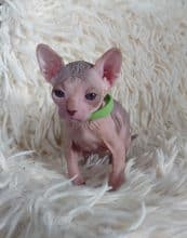 Chatons de race Sphynx à vendre chez l'éleveur LES SPHYNX DE SOPHIE