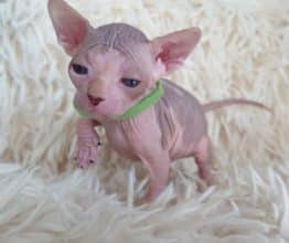 Chatons de race Sphynx à vendre chez l'éleveur LES SPHYNX DE SOPHIE