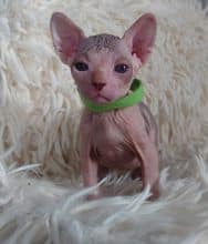 Chatons de race Sphynx à vendre chez l'éleveur LES SPHYNX DE SOPHIE