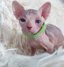 Chatons de race Sphynx à vendre chez l'éleveur LES SPHYNX DE SOPHIE