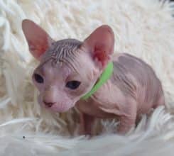 Chatons de race Sphynx à vendre chez l'éleveur LES SPHYNX DE SOPHIE