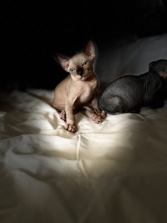 Image de la portée de chaton de l'élévage VALET VALERIE