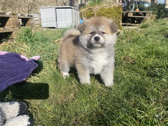 Image de la portée de chiot de l'élévage SARL SAKURA