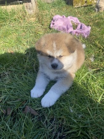 Image de la portée de chiot de l'élévage SARL SAKURA