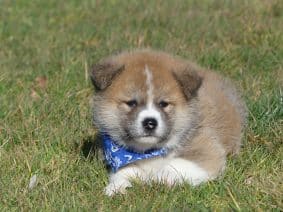 Chiots d'apparence Akita Inu à vendre chez l'éleveur DES TERRES DES FORGES