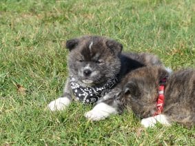 Chiots d'apparence Akita Inu à vendre chez l'éleveur DES TERRES DES FORGES