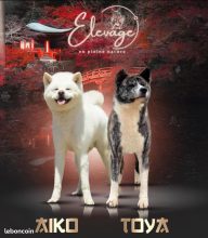 Chiots de race Akita Inu à vendre chez l'éleveur MME FROGE CINDY