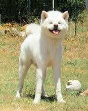 Chiots de race Akita Inu à vendre chez l'éleveur MME FROGE CINDY