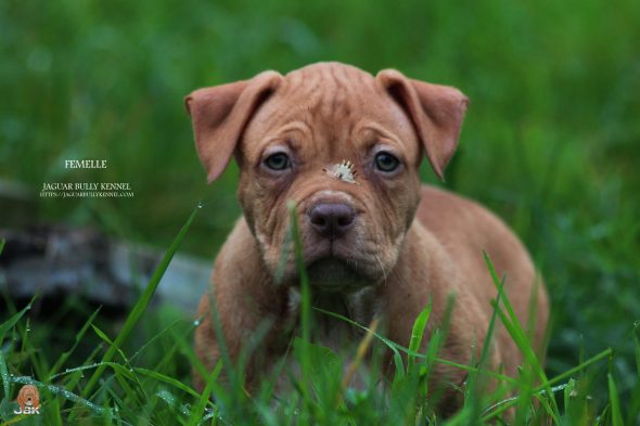 Image de la portée de chiot de l'élévage JAGUAR BULLY KENNEL