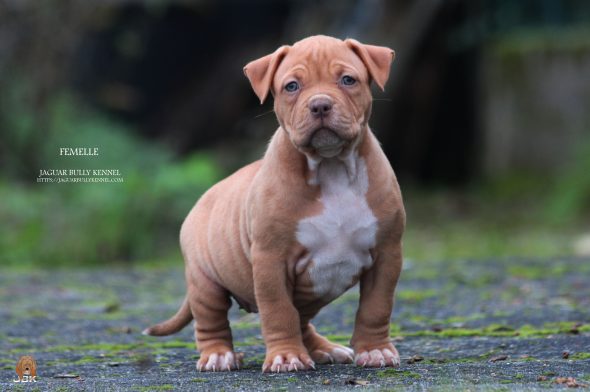 Image de la portée de chiot de l'élévage JAGUAR BULLY KENNEL