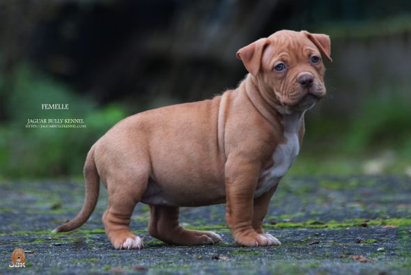 Image de la portée de chiot de l'élévage JAGUAR BULLY KENNEL