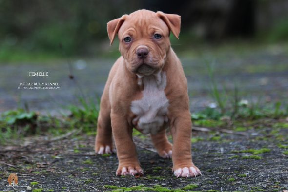 Image de la portée de chiot de l'élévage JAGUAR BULLY KENNEL