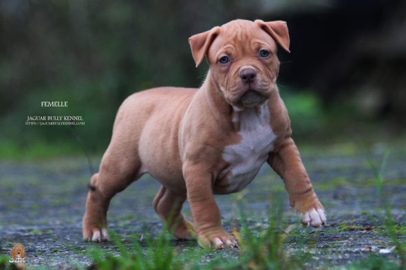 Image de la portée de chiot de l'élévage JAGUAR BULLY KENNEL