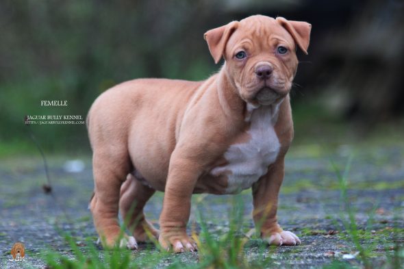 Image de la portée de chiot de l'élévage JAGUAR BULLY KENNEL