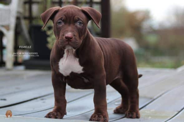 Image de la portée de chiot de l'élévage JAGUAR BULLY KENNEL