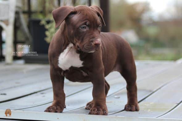 Image de la portée de chiot de l'élévage JAGUAR BULLY KENNEL